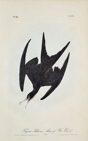 John James Audubon (American, 1785-1851), Pl 421 - Frigate Pelican - Man of War Bird