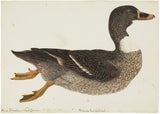 GERMAN SCHOOL (18TH CENTURY), A Bibbed Black Domestic Duck