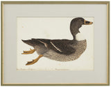 GERMAN SCHOOL (18TH CENTURY), A Bibbed Black Domestic Duck