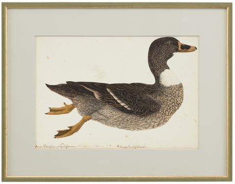 GERMAN SCHOOL (18TH CENTURY), A Bibbed Black Domestic Duck