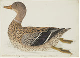 GERMAN SCHOOL (18TH CENTURY), A Female Domestic Mallard