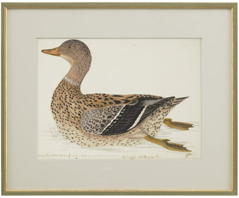 GERMAN SCHOOL (18TH CENTURY), A Female Domestic Mallard