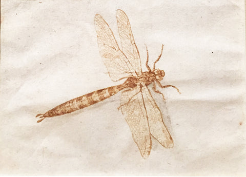 ATTRIBUTED TO JACQUES DE GHEYN II (DUTCH, 1576-1632), Study of a Dragonfly