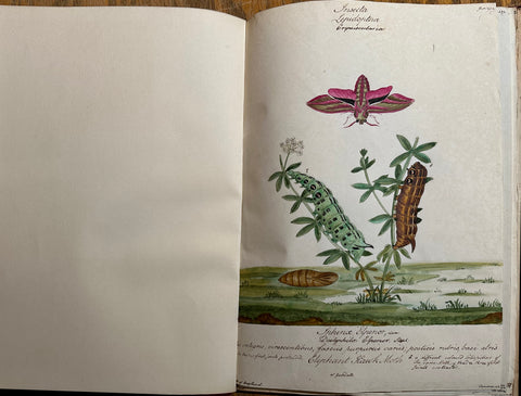 WILLIAM GOODALL (BRITISH, 1757-1844) Album of Watercolor Drawings of Butterflies