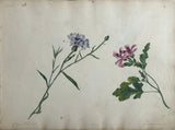 Sophia Hope (British, 19th Century), Album of Botanical Watercolors