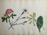 Sophia Hope (British, 19th Century), Album of Botanical Watercolors