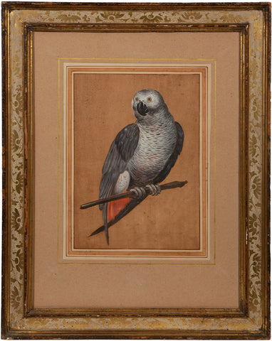 SEVENTEENTH-CENTURY ITALIAN, Grey Parrot Psittacus Erithacus L. 1758 [An African Grey Parrot (Psittacus erithacus)]
