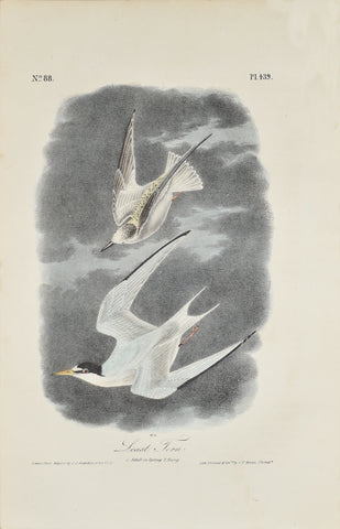 John James Audubon (American, 1785-1851), Pl 439 - Least Tern