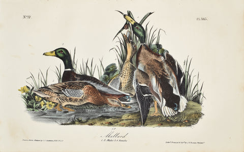 John James Audubon (American, 1785-1851), Pl 385 - Mallard