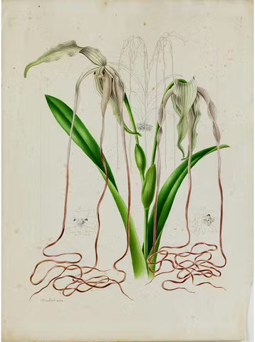 Louis Edouart Maubert (French, 1806-1879) “Uropendium lindenii (now called Phragmipedium lindenii)”