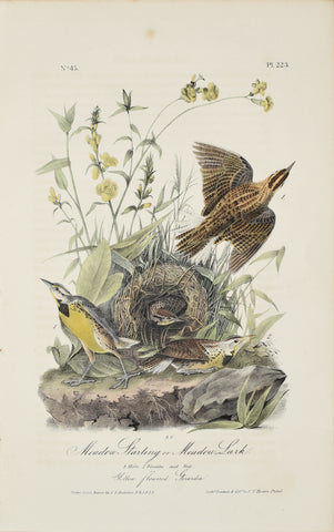 John James Audubon (American, 1785-1851), Pl 223 - Meadow Starling or Meadow Lark