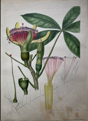 John Frederick Miller (British, active 1772-1796), Money Tree (Pachira aquatica)