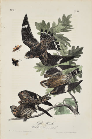 John James Audubon (American, 1785-1851), Pl 43 - Night Hawk