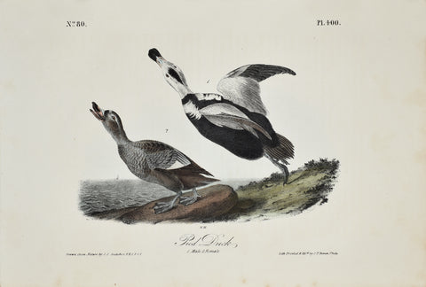 John James Audubon (American, 1785-1851), Pl 400 - Pied Duck
