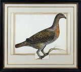 VINCENZO LEONARDI (ITALIAN, 1590-1646), Western capercaillie, Tetrao urogalius [A Female Capercaille]