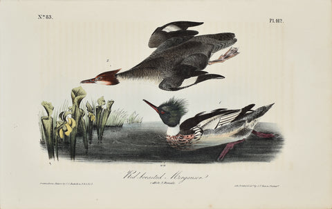 John James Audubon (American, 1785-1851), Pl 412 - Red-breasted Merganser