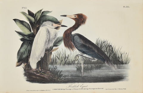 John James Audubon (American, 1785-1851), Pl 371 - Reddish Egret