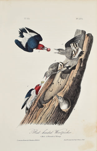John James Audubon (American, 1785-1851), Pl 271 - Red-headed Woodpecker