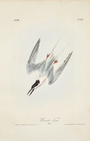 John James Audubon (American, 1785-1851), Pl 437 - Roseate Tern