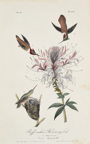 John James Audubon (American, 1785-1851), Pl 254 - Ruff-necked Humming bird