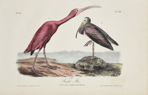 John James Audubon (American, 1785-1851), Pl 359 - Scarlet Ibis