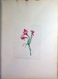 Schonfeld (DUTCH, fl.1816-1821), Magnificent Album of Original Watercolors of Brazilian Flowers