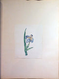 Schonfeld (DUTCH, fl.1816-1821), Magnificent Album of Original Watercolors of Brazilian Flowers