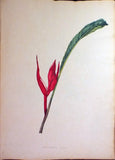 Schonfeld (DUTCH, fl.1816-1821), Magnificent Album of Original Watercolors of Brazilian Flowers