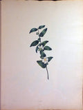 Schonfeld (DUTCH, fl.1816-1821), Magnificent Album of Original Watercolors of Brazilian Flowers