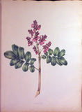 Schonfeld (DUTCH, fl.1816-1821), Magnificent Album of Original Watercolors of Brazilian Flowers