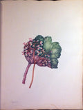 Schonfeld (DUTCH, fl.1816-1821), Magnificent Album of Original Watercolors of Brazilian Flowers