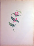 Schonfeld (DUTCH, fl.1816-1821), Magnificent Album of Original Watercolors of Brazilian Flowers