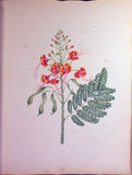 Schonfeld (DUTCH, fl.1816-1821), Magnificent Album of Original Watercolors of Brazilian Flowers