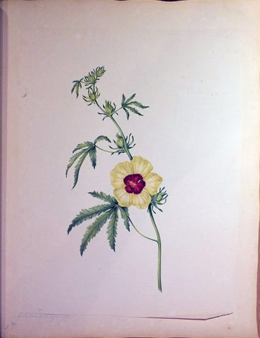 Schonfeld (DUTCH, fl.1816-1821), Magnificent Album of Original Watercolors of Brazilian Flowers