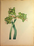 Schonfeld (DUTCH, fl.1816-1821), Magnificent Album of Original Watercolors of Brazilian Flowers