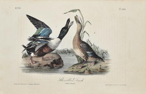 John James Audubon (American, 1785-1851), Pl 394 - Shoveller Duck