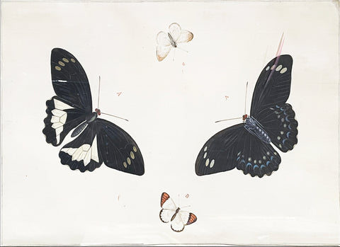 NICOLAAS STRUYK, ATTRIBUTED TO (DUTCH, 1686-1769), Four Butterflies