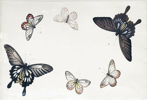 NICOLAAS STRUYK, ATTRIBUTED TO (DUTCH, 1686-1769), Six Butterflies