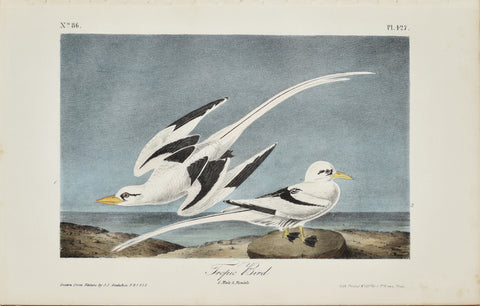John James Audubon (American, 1785-1851), Pl 427 - Tropic Bird
