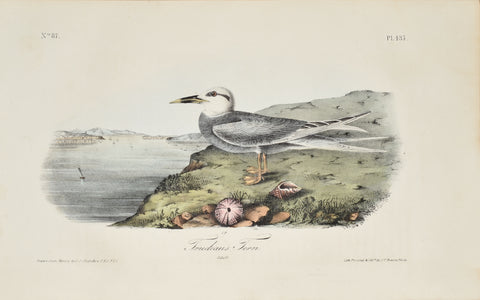 John James Audubon (American, 1785-1851), Pl 435 - Trudeau's Tern