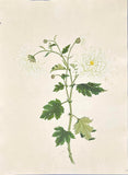 INDO-CHINESE or “STRAITS SCHOOL” (19th century), Album of Flowers and Fruits