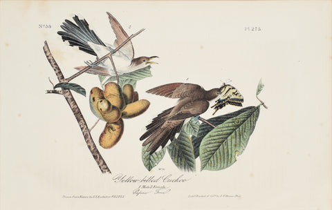 John James Audubon (American, 1785-1851), Pl 275 - Yellow-billed Cuckoo