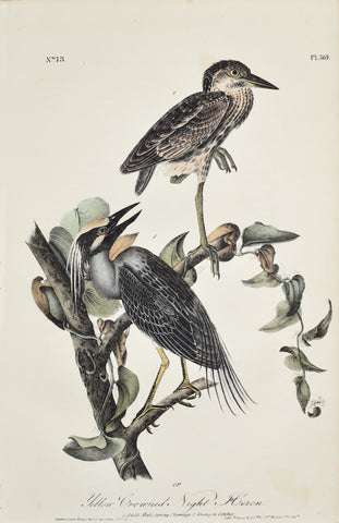 John James Audubon (American, 1785-1851), Pl 364 - Yellow Crowned Night Heron