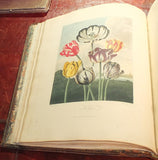 Robert John Thornton (1768-1837), Temple of Flora, or, Garden of the Botanist, Poet, Painter, and Philosopher
