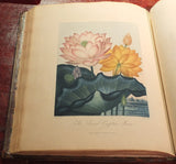 Robert John Thornton (1768-1837), Temple of Flora, or, Garden of the Botanist, Poet, Painter, and Philosopher