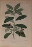 Andre Michaux (1746-1802) Pierre-Joseph Redouté (1759-1840), Histoire des arbres forestiers de l'Amérique septentrionale