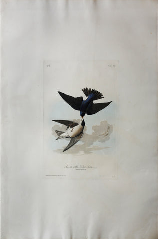 John James Audubon (1785-1851), Plate C Green Blue, White-bellied Swallow