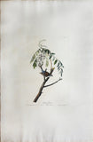 John James Audubon (1785-1851), Plate CIV Chipping Sparrow