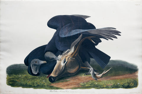 John James Audubon (1785-1851), Plate CVI Black Vulture or Carrion Crow