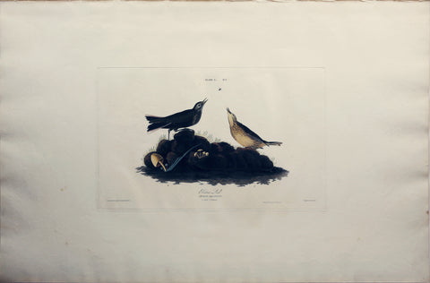 John James Audubon (1785-1851), Plate X Brown Lark